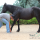 Equine Bodywork and Sport Massage